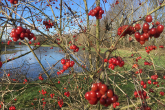 Bosmans Brook, bessen van de gelderse roos