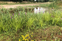 Bosmans Brook, poel met kattenstaart