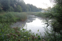 Bosmans Brook, poel in de ochtendnevel