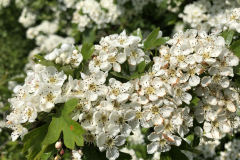 Bosmans Brook, bloeiende meidoorn