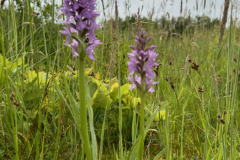 Bosmans Brook,  gevlekte orchis
