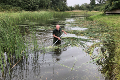 Met de zeis het riet en lisdodden maaien. Zwaar werk !