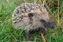 Egel