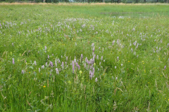 Gevlekte orchis