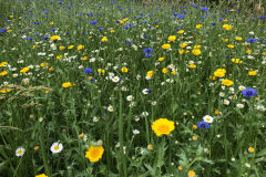 Bloemrijke akkerrand met gele ganzenbloem, wilde margriet, echte kamille en korenbloem