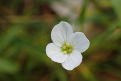 Pinksterbloem