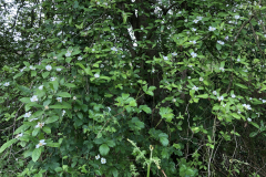 Wilde mispel