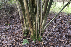 Oude hakhout stoven (hazelaar) 