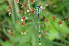 Blauwe breedscheenjuffer