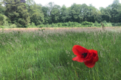 Ligtenbargs Weide 