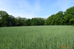 Zomer op terrein Oedingsbeekdal