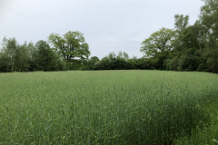 Zomer op terrein Oedingsbeekdal