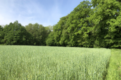 Historische natuurakker terrein Oedingsebeekdal