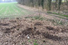 Herinplant na afzetten van een fijnsparbosje