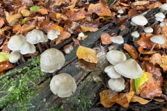 Porceleinzwam