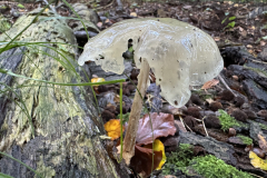 Porceleinzwam