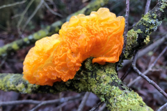 Gele trilzwam