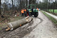 Zomereik (risicoboom) geveld