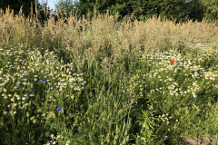 Akkerrand met bleke klaproos, echte kamille en korenbloem