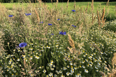 Akkerrand met korenbloem en echte kamille 
