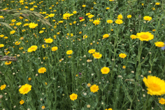 Gele ganzenbloem