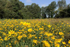 Bloeiende Gele ganzenbloem