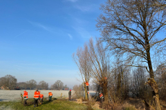 Tichelmansbos,knotten van de wilgen,  winters klusje
