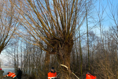 Tichelmansbos,knotten van de wilgen,  winters klusje