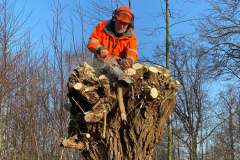 Tichelmansbos,knotten van de wilgen,  winters klusje