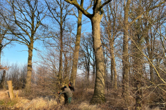 Tichelmansbos met zomereiken in de winter
