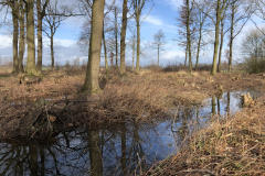 Tichelmansbos, Tichelmansbos, rabatten met vochtig hakhout