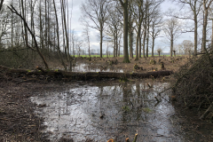 Tichelmansbos, Tichelmansbos, rabatten met vochtig hakhout