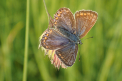 Icarusblauwtje (v)