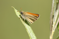 Zwartsprietdikkopje