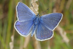 Icarusblauwtje