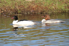 Grote zaagbek